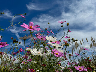 flowers in the sky