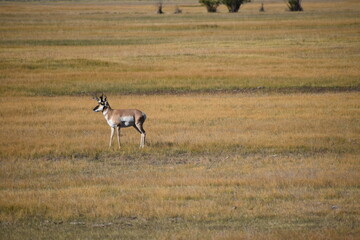 Wildlife in Yellowstone National Park