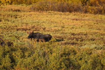 Moose in Wyoming