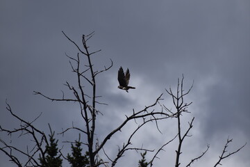 Eagle flying in Wyoming