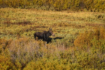 Moose in Nature