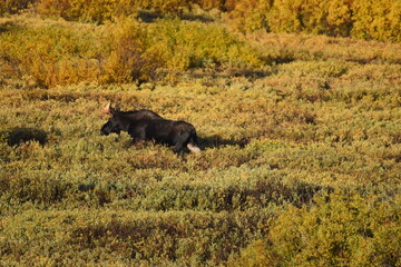 Moose in Nature