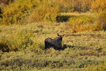 Moose in Nature