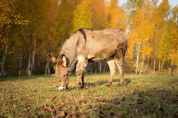 donkey, meadow, farm, grass, brown, domestic, animal, donkeys