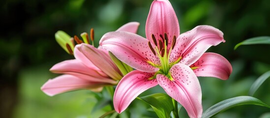 Fototapeta premium Elegant pink lilies showcasing vibrant beauty and tranquility in a serene garden setting perfect for home decor and floral arrangements.