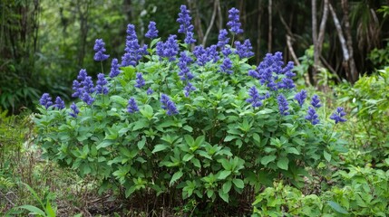 Fototapeta premium False indigo bush thriving in a jungle habitat showcasing its vibrant purple flowers and potential ecological uses for soil stabilization and insect repellence