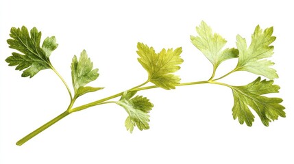 Fresh cilantro herb with vibrant green leaves ideal for culinary dishes like chutneys salsas and soups highlighting its unique flavor profile