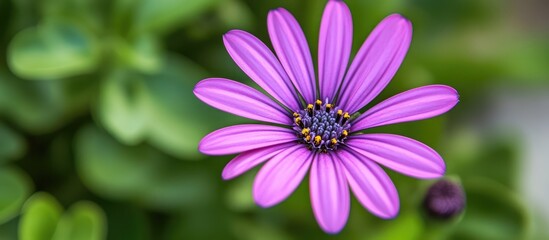 Obraz premium Vibrant purple flower close-up showcasing intricate petals perfect for nature backgrounds and floral design themes