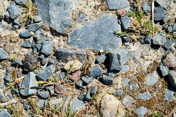 Spider Hiding on a Rocky Background, Closeup of Nature’s Camouflage