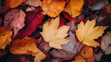 Obraz premium Vibrant Autumn Leaves in Varying Shades of Red Yellow and Brown on Forest Floor