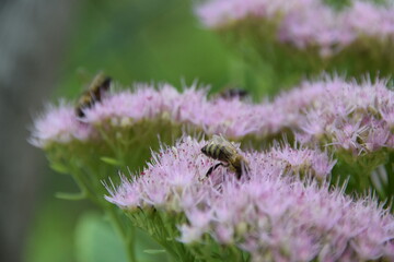A soft-focus photograph of pink sedum flowers in full bloom. The image captures the delicate, cloud-like appearance of the flower clusters, with their characteristic tiny star-shaped blooms.