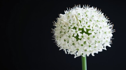 Elegant Allium tuberosum flower with white clusters isolated on black background showcasing nature's beauty and floral details.