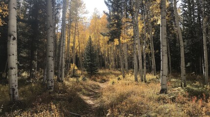 Obraz premium Aspen forest in autumn showcasing vibrant fall colors with slender white-barked trees and a serene woodland pathway.