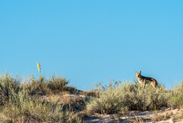 Coyote at sunset, jackal standing on sand dune in natural habitat, US national park wildlife