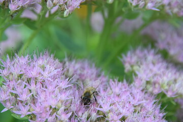 A close-up shot of sedum flowers in full bloom, displaying clusters of tiny pink star-shaped blossoms. The flowers are densely packed together creating a soft, cloud-like appearance.