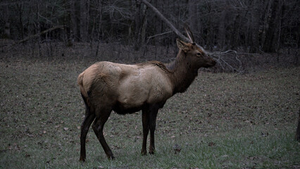 Elk In Fields.