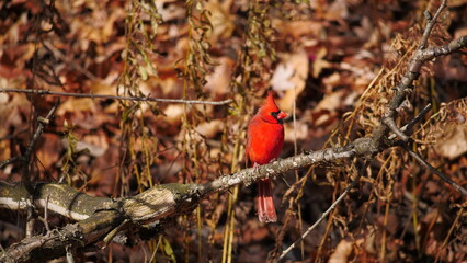 A photo of a Northern Cardinal bird spotted in Toronto, Canada.
