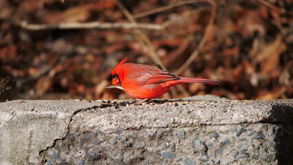 A photo of a Northern Cardinal bird spotted in Toronto, Canada.