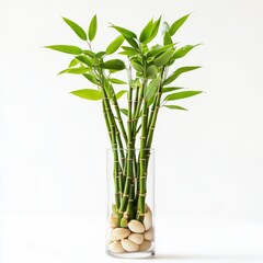 Fototapeta premium Lucky bamboo in a vase isolated on white background