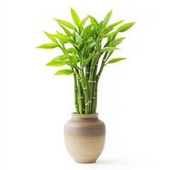 Lucky bamboo in a vase isolated on white background