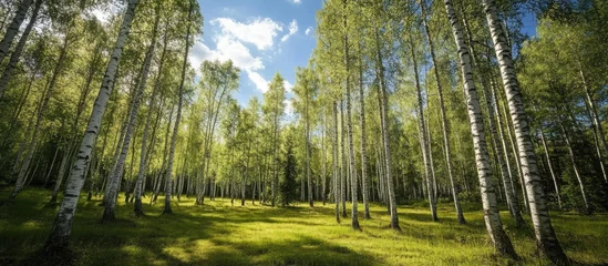 Fleecedeken met foto Scenic view of a lush birch tree forest with sunlight filtering through foliage and a vibrant green lawn amidst tall trees. © ArtificialHorizons