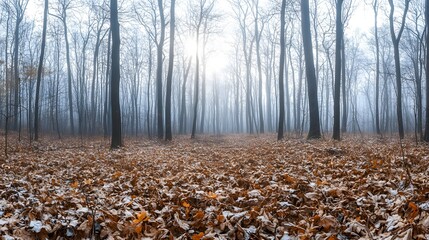 A forest floor covered with dry plants, close-up Morning fog Sunny winter day Seasons, climate change, ecology, botany Blue and white background Macrophotography, copy space, panorama