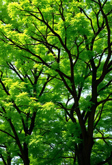 Fototapeta premium Green trees in summer time. Eco, fresh plants, green energy, healthy and happy life style concept. image, with white tones