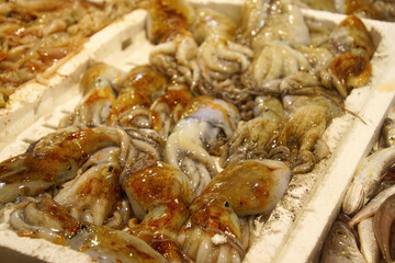 Fresh Polpi octopus