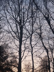 Bare tree branches create intricate silhouettes against a pastel sunset sky, evoking a peaceful winter evening.