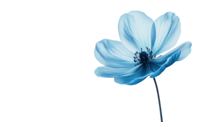 Blue flower, transparent background
