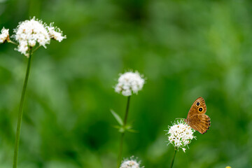 Butterfly perched on white flower, Common Wood-Nymph, Cercyonis pegala, nectaring © Martina