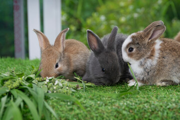 Adorable baby rabbit bunny eating fresh timothy grass sitting on green grass over bokeh nature background. Infant rabbit brown white hare eat fresh grass on lawn on green. Easter bunny animal concept.