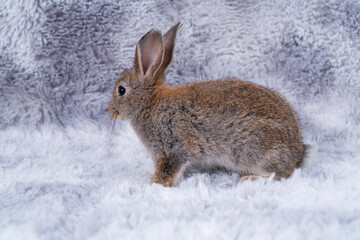 Lovely healthy baby rabbit ear bunny sitting on grey background. Little tiny furry brown grey infant bunny bright eyes rabbit watching something sitting on carpet white background. Easter animal pet.