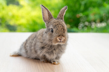 Lovely baby rabbit furry bunny looking something sitting alone on wooden over blurred green nature background. Adorable little bunny ears rabbit sitting on green spring time. Easter animal concept.