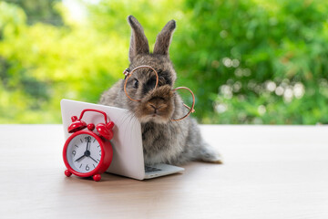 Baby bunny rabbit brown-grey with small laptop and alarm clock sitting on wood. Lovely baby rabbit...