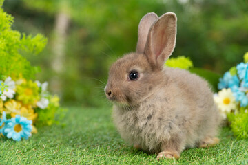 Lovely rabbit ears bunny sitting playful on green grass with flowers over spring time nature background. Little baby rabbit brown bunny curiosity standing playful on meadow summer background. Easter