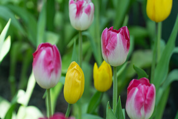 Fototapeta premium Blossom pink yellow tulips flower growth sunlight morning nature summer background. Botanic freshness pink tulips flowers with green leaf symbol romantic love at garden outdoor in springtime season.