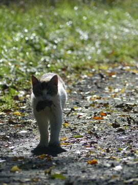 Chat avec proie