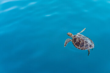 WIld sea turtle in the water on an australian coast