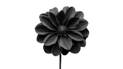 Black flower, transparent background