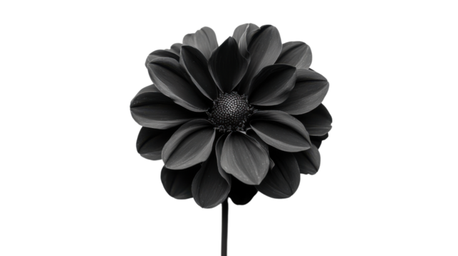 Black flower, transparent background