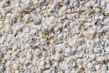 White shells on Shell Beach in Shark Bay, Western Australia