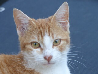 Fototapeta premium Regard de chat