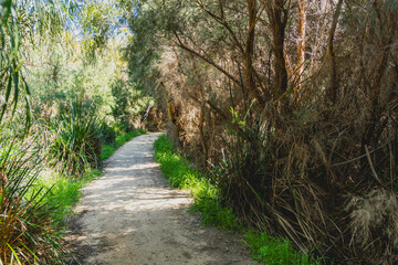 Pathway in a forest in western Australia