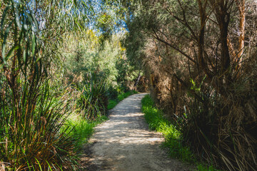 Pathway in a forest in western Australia