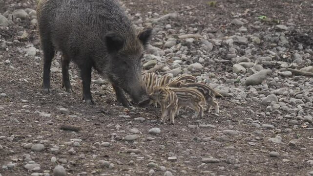 Female wild boar with her brood of children in wild. Mother and young boar babies. Sus scrofa. Bearded pigs Borneo family. Wild boar family mother and striped piglet. Wildlife. Active young boars. 
