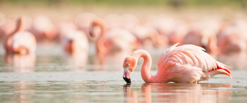 Pink flamingo drinking water with flock in background