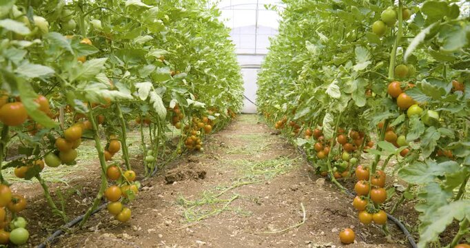 Red Tomatoes on Trees in a Huge Green House and Alleys in Between the Rows