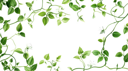 Obraz premium Ivy vine transparent background