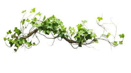 Ivy vine transparent background